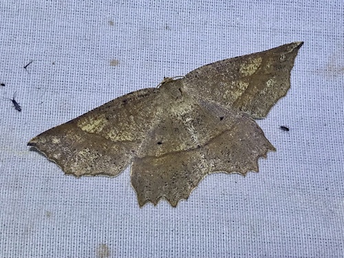 Forked Euchlaena Moth photo 5
