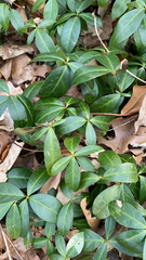 Vinca minor