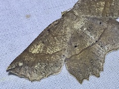 Euchlaena pectinaria