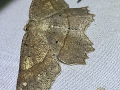 Euchlaena pectinaria