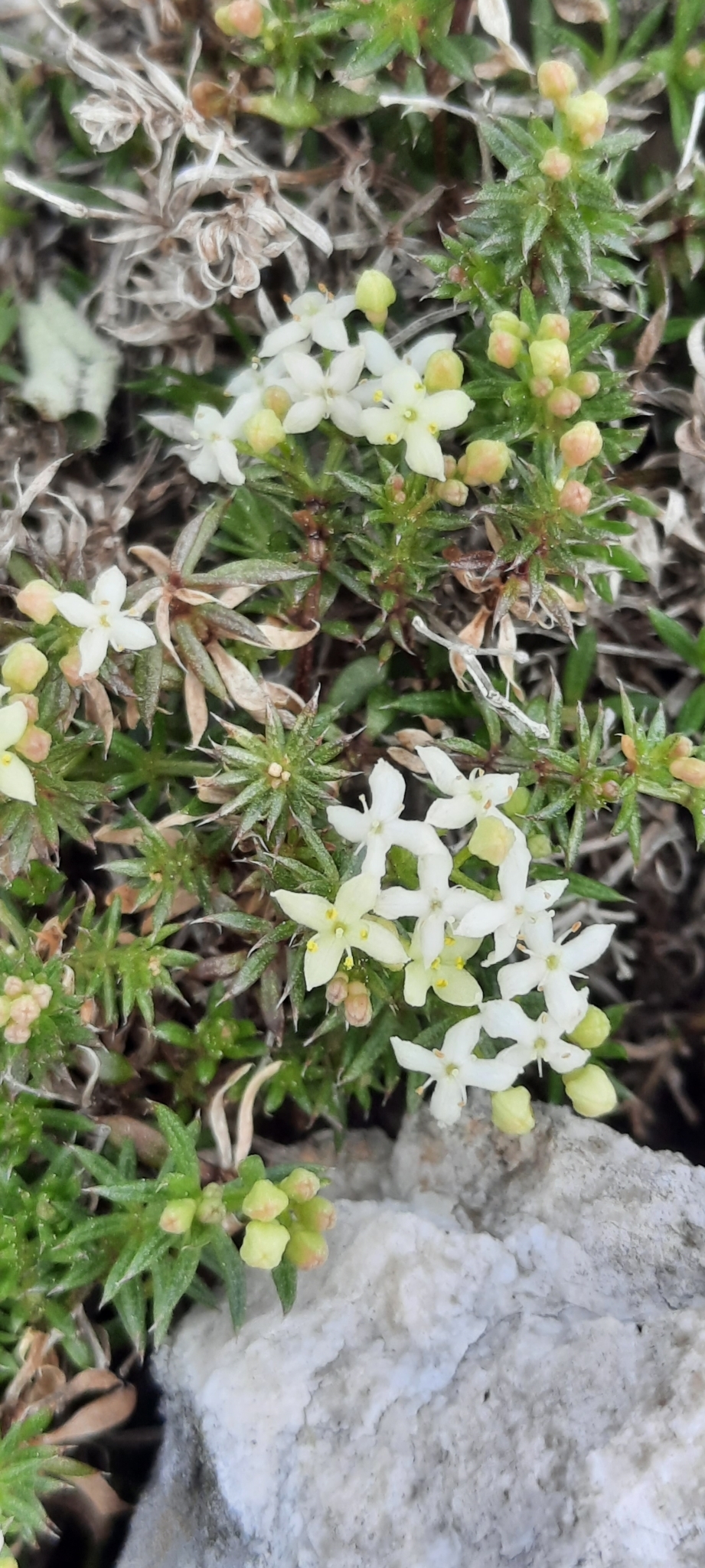 Galium pusillum