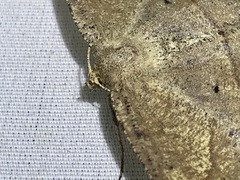 Euchlaena pectinaria