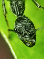 Diacamma geometricum