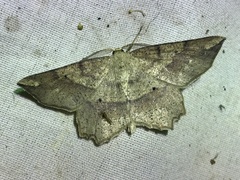 Euchlaena deplanaria