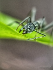 Diacamma geometricum