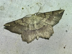 Euchlaena deplanaria