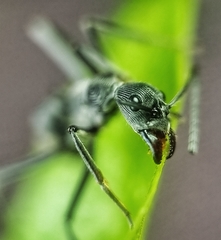 Diacamma geometricum