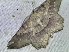 Euchlaena deplanaria