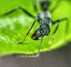 Diacamma geometricum