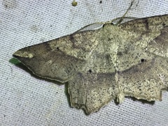 Euchlaena deplanaria