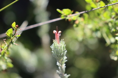 Adenanthos macropodianus