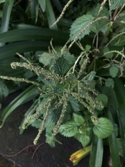 Urtica membranacea image