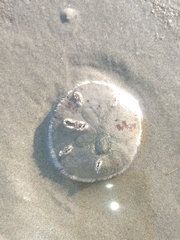 Mellita quinquiesperforata