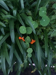 Tropaeolum majus image