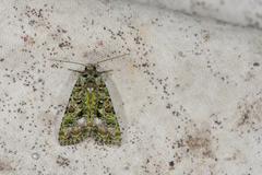 Euplexidia pallidivirens