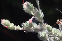 Adenanthos macropodianus
