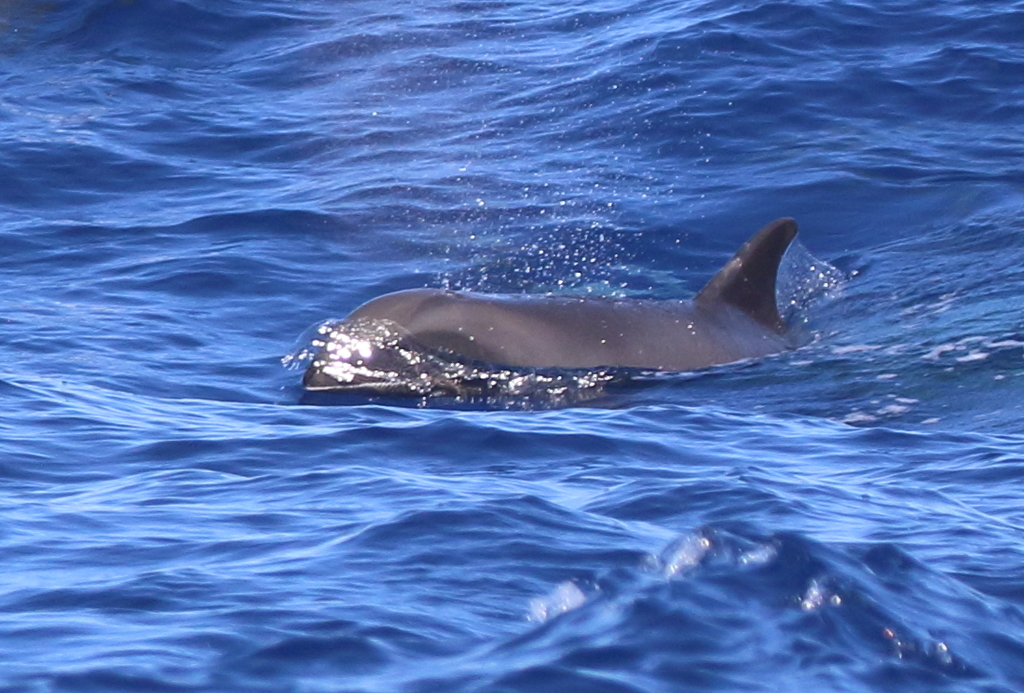 Melon-headed whale surfacing in deep blue ocean