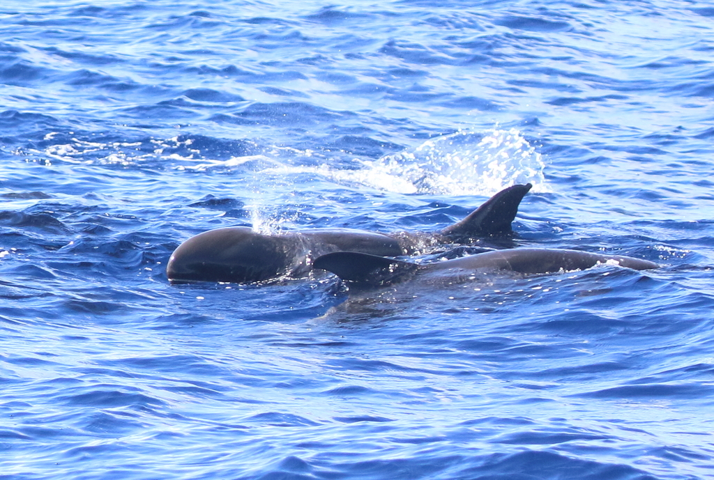 Two melon-headed whales surfacing side by side