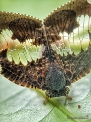 Ricanoptera fenestrata