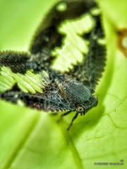 Ricanoptera fenestrata