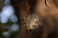 Vincetoxicum dalzellii