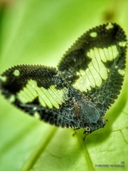 Ricanoptera fenestrata
