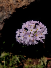 Primula denticulata