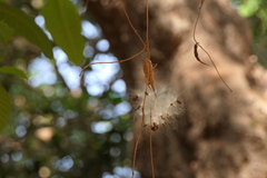 Vincetoxicum dalzellii