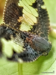 Ricanoptera fenestrata