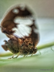 Ricanoptera fenestrata