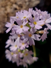 Primula denticulata