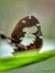 Ricanoptera fenestrata