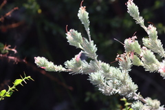Adenanthos macropodianus