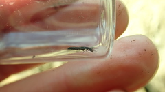 Gyrohypnus fracticornis