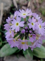 Primula denticulata
