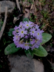 Primula denticulata