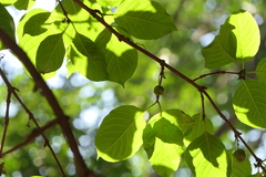 Meyna laxiflora