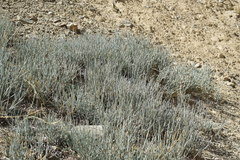 Ephedra intermedia