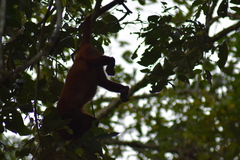 Alouatta sara