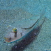 Randall's Puffer - Photo (c) sea-kangaroo, some rights reserved (CC BY-NC-ND), uploaded by sea-kangaroo