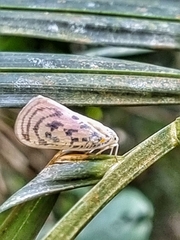 Copsyrna maculata
