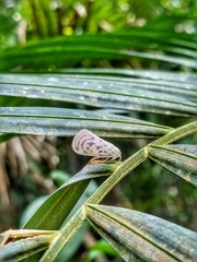 Copsyrna maculata