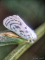 Copsyrna maculata