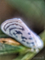 Copsyrna maculata