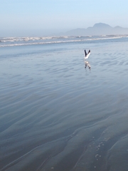 Larus dominicanus