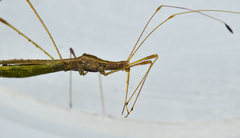 Neoneides muticus