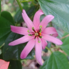 Passiflora tulae