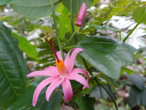 Passiflora tulae, photograph 3
