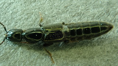 Gyrohypnus fracticornis