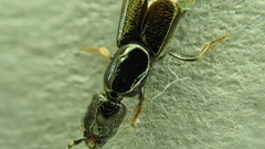 Gyrohypnus fracticornis